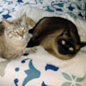 Meet your Posher, Primo